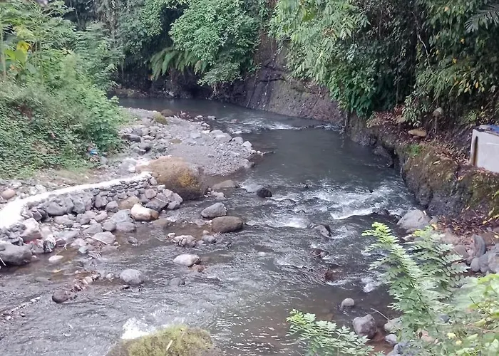 Lodge Jungle Therapy *