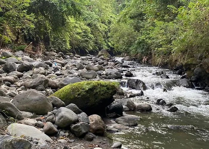 Jungle Therapy *